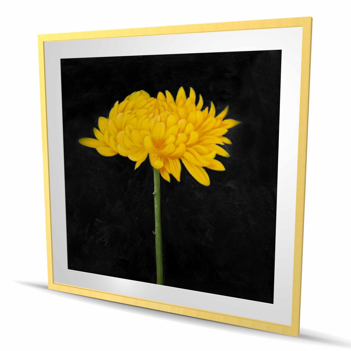 C1FM4848O2L3DO 48 x 48 in. Chrysanthemum Black Floral Matted Print for Home Decor - Art