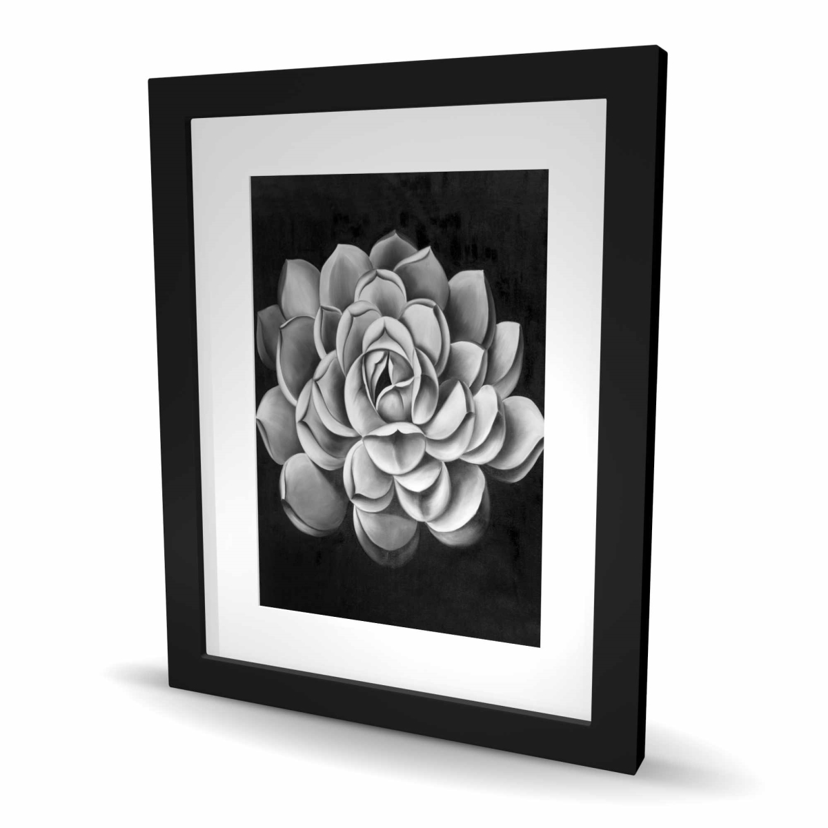 C1FM1620E6ZCDJ 16 x 20 in. Black & White Succulent - Framed Botanical Print for Decor