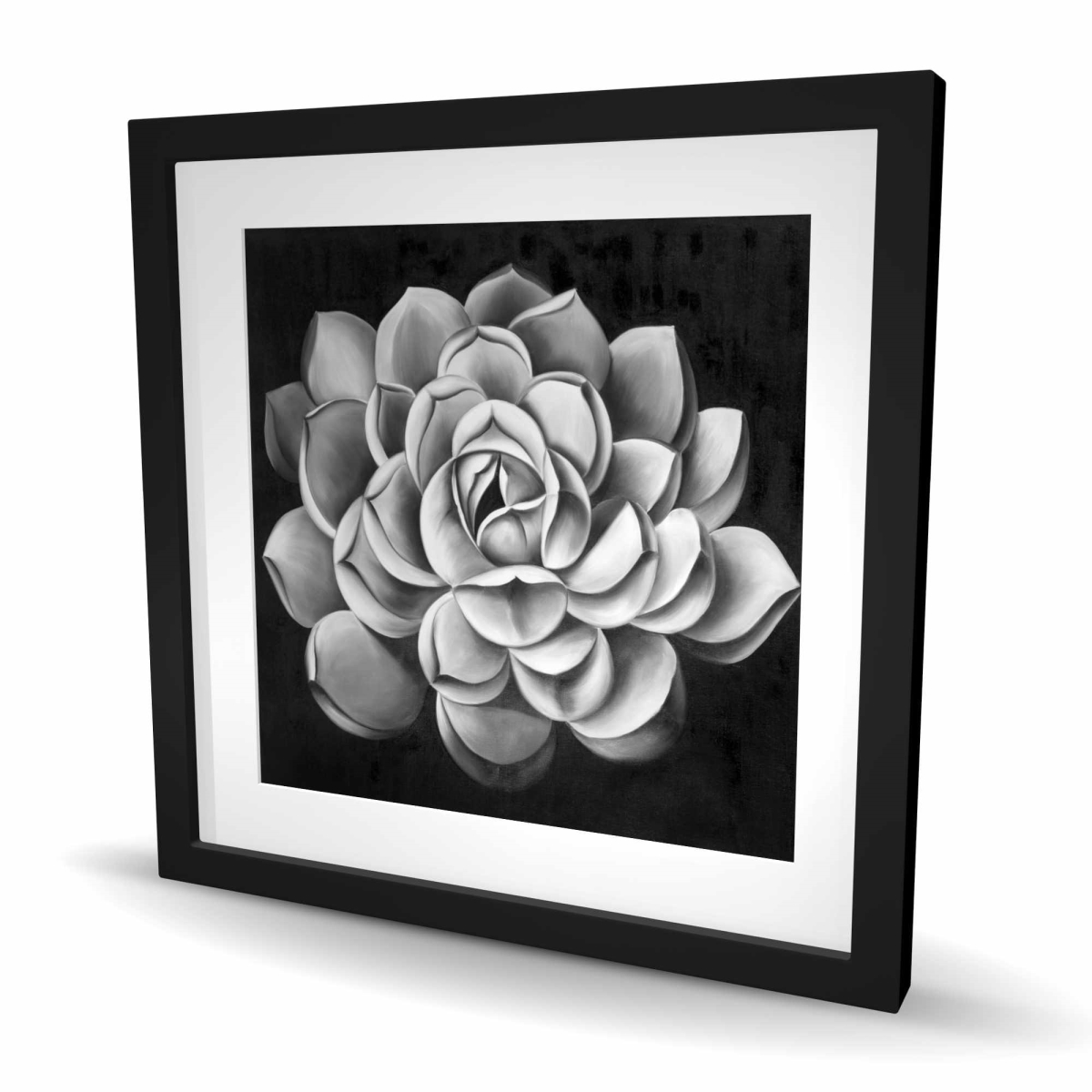 C1FM242419MP77 24 x 24 in. Black & White Succulent - Floral Botanical Matted Print