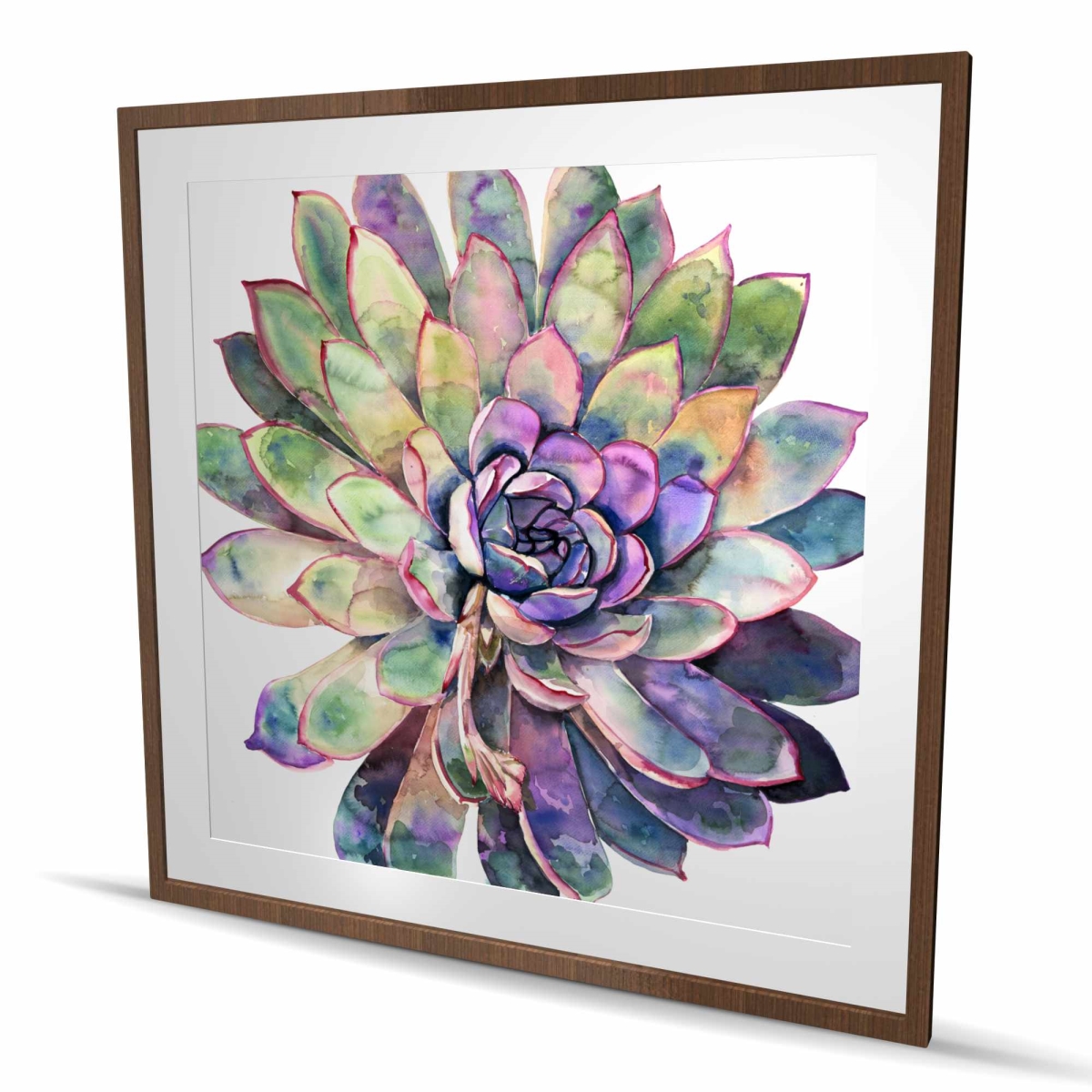 C1FM4848TYOP8L 48 x 48 in. Multicolored Succulent - Framed Matted Botanical Print Decor