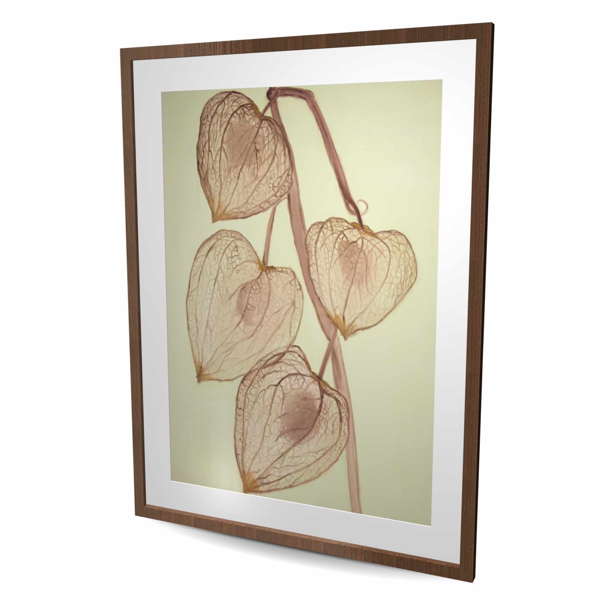 C1FM364834QBAN 36 x 48 in. Growing Ground Cherries - Beige Rustic Framed Matted Print