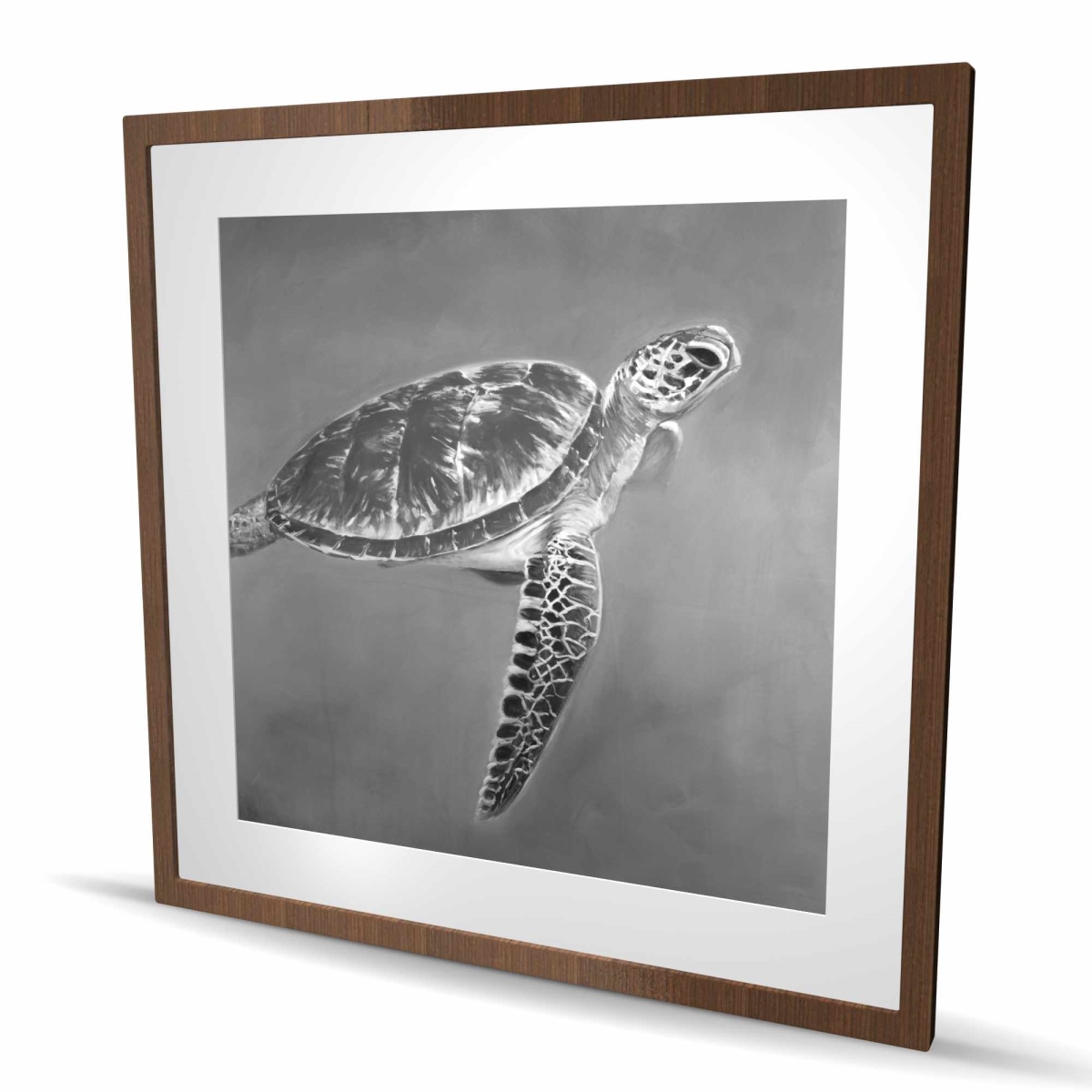 C1FM3636P2QXTF 36 x 36 in. Grayscale Aquatic Turtle - Black Framed Matted Print - Decor