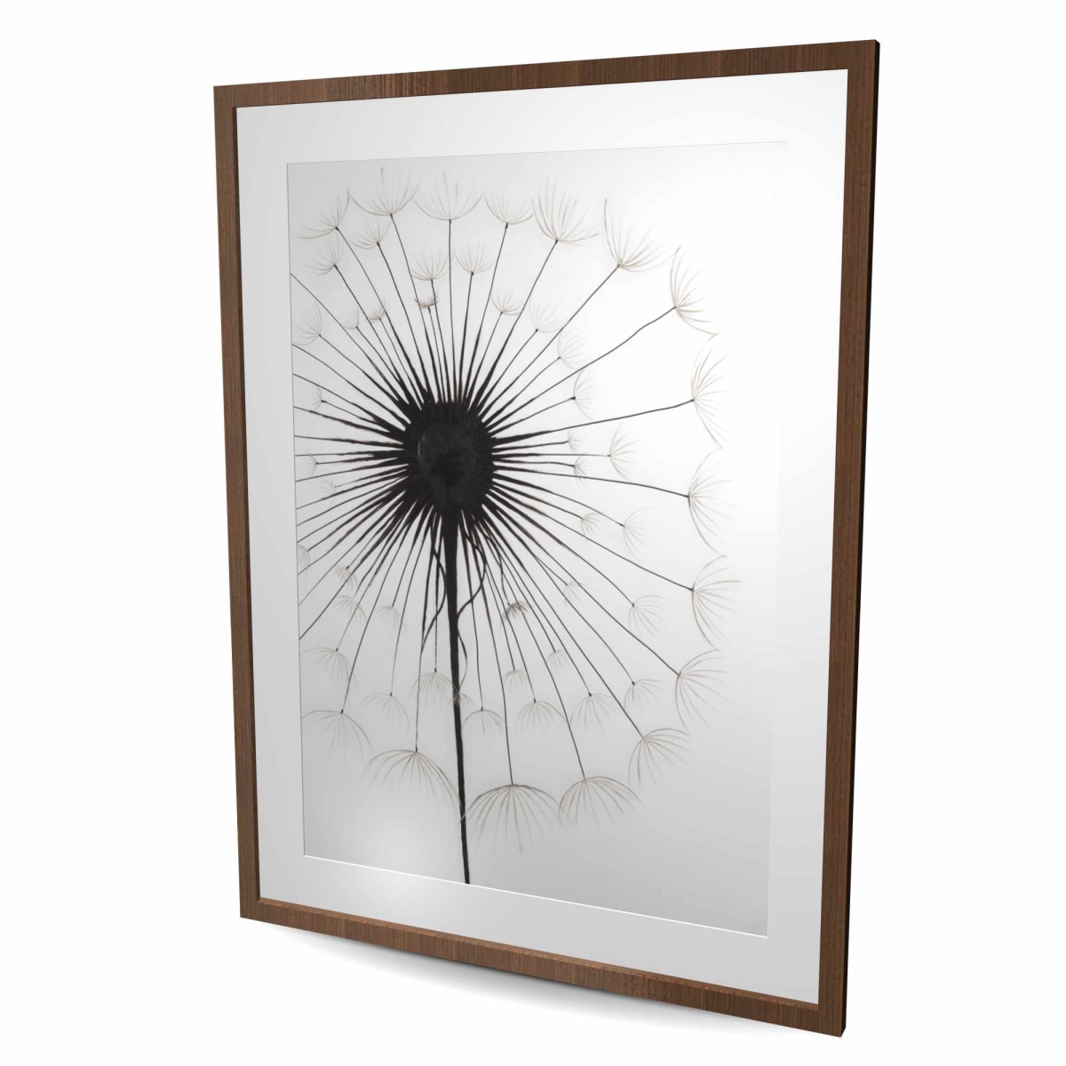 C1FM3648QLLV64 36 x 48 in. Dandelion Black Floral Botanical Framed Print for Home Decor