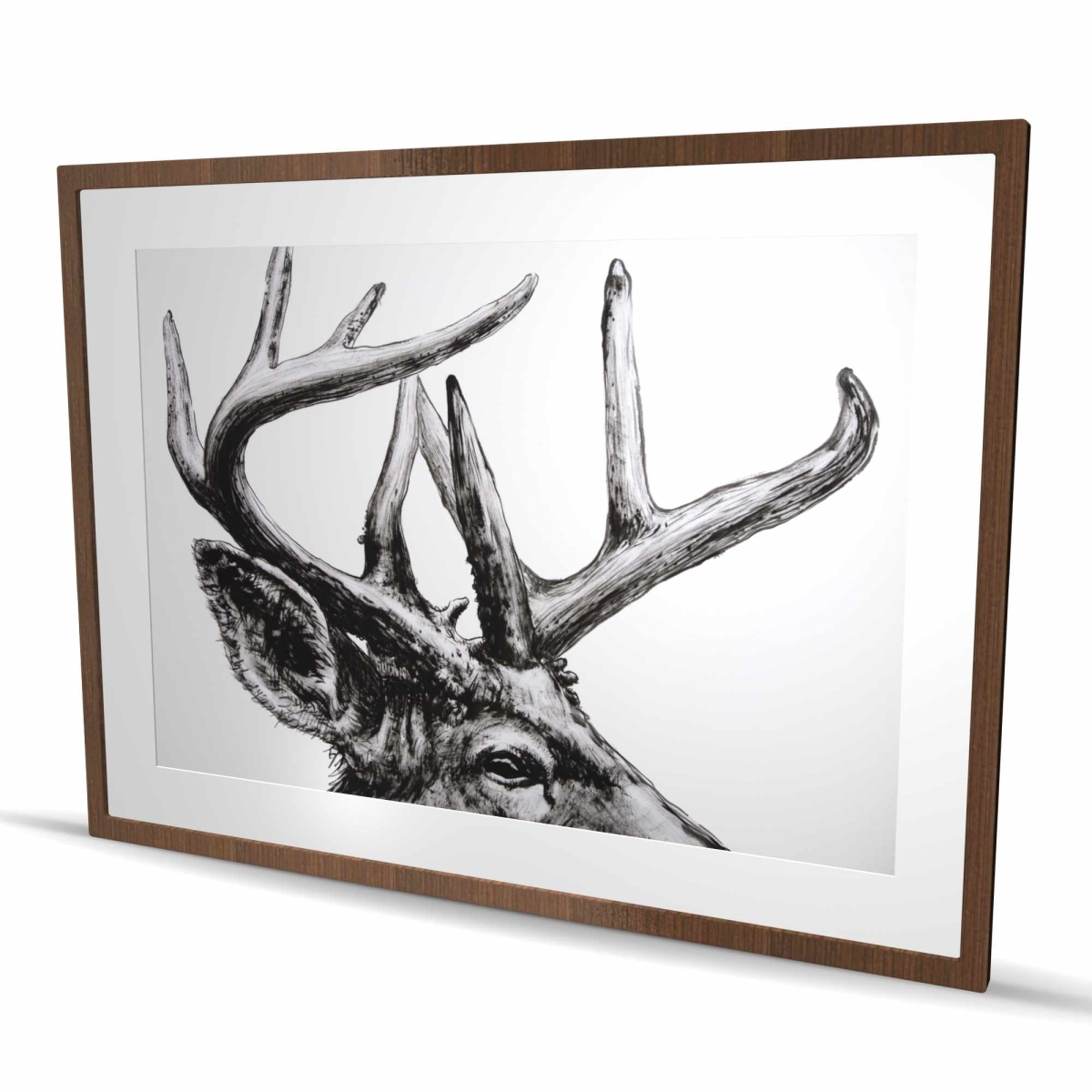 C1FM3648IFB6A1 36 x 48 in. Roe Deer Plume - Framed Matted Print for Home Decor