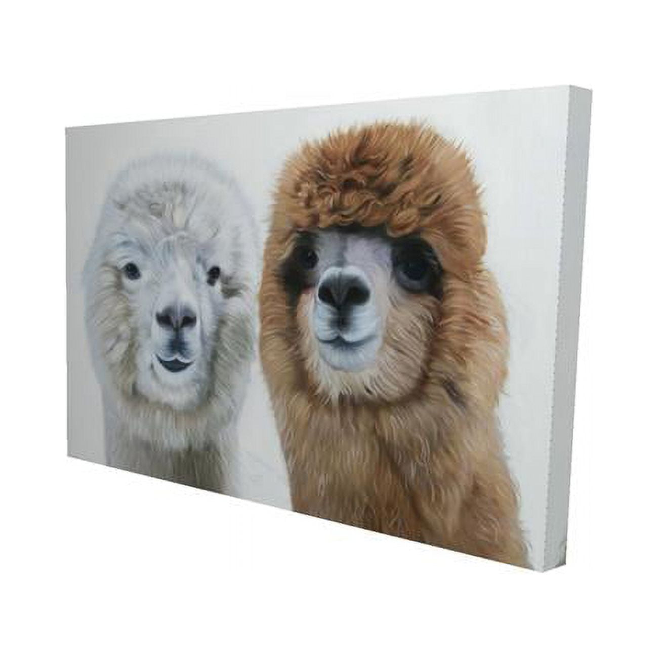 20 x 30 in. Two Lamas-Print on Canvas