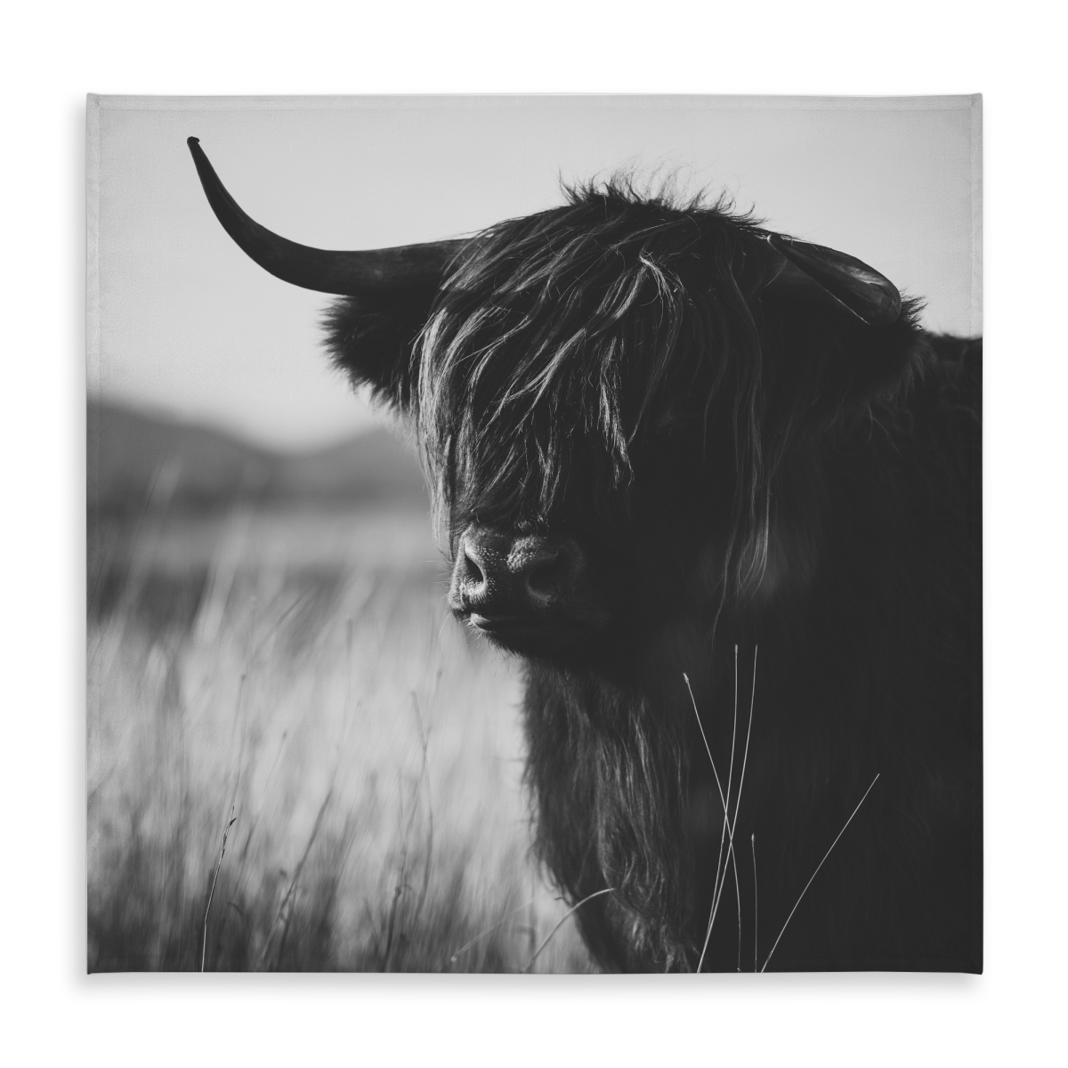 Picture of Begin Home Decor C1TC5858XKIG99 58 x 58 in. Monochrome Highland Cow Tablecloth - Indoor & Outdoor Decor