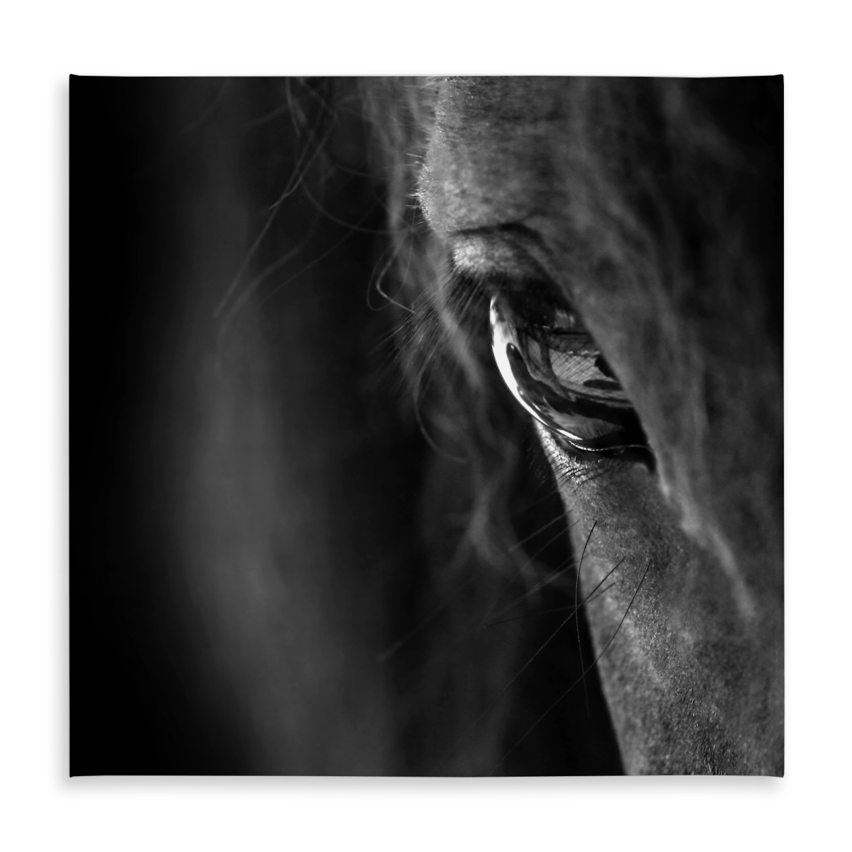 Picture of Begin Home Decor C1TC5858VC5RZS 58 x 58 in. Monochrome White Black Horse Tablecloth - Farm Animal Decor
