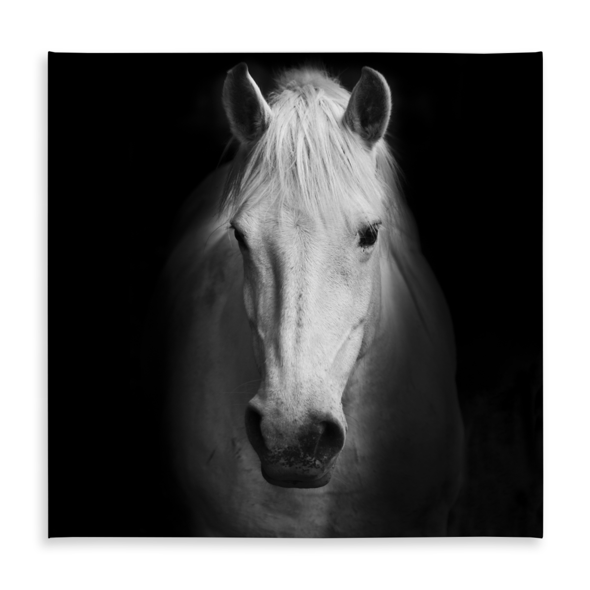 Picture of Begin Home Decor C1TC5858NRF50H 58 x 58 in. White Farm Animal Tablecloth - Monochrome Horse Home Decor