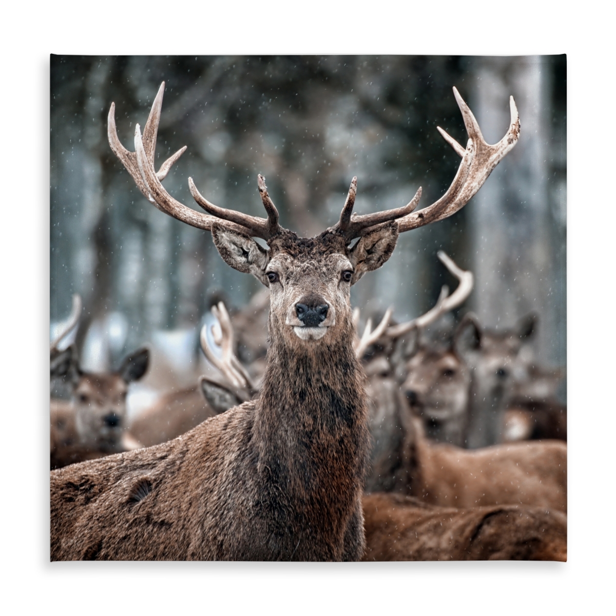 Picture of Begin Home Decor C1TC5858P2XLEV 58 x 58 in. Stags Rustic Animals Tablecloth-Indoor & Outdoor Home Decor
