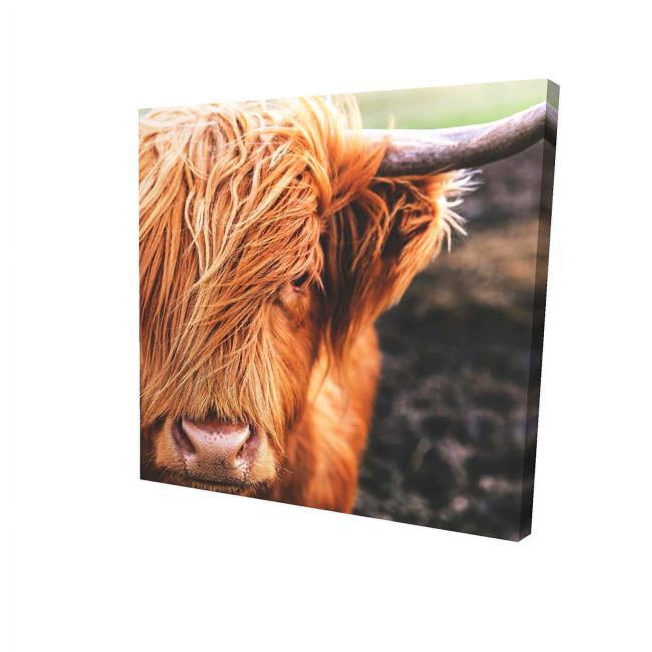 16 x 16 in. Portrait Highland Cow-Print on Canvas