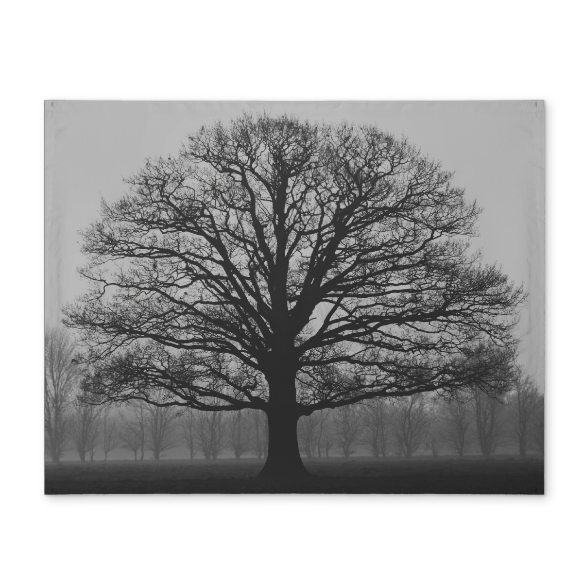 Picture of Begin Home Decor CPPM1418EHKCGY 14 x 18 in. Blue Polyester Placemat - Ominous Tree Design for Home Decor