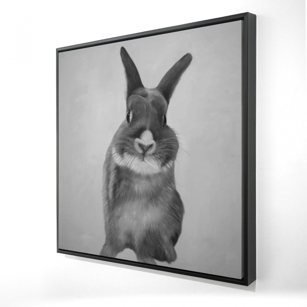 2081-3636-AN465 36 x 36 in. Funny Gray Rabbit - Black Framed Canvas - Unique Home Decor