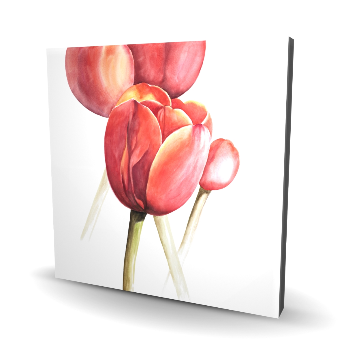 C1RC3636PEBDU2 36 x 36 in. Blossoming Tulips Closeup - Rustic Flowers Canvas for Home Decor