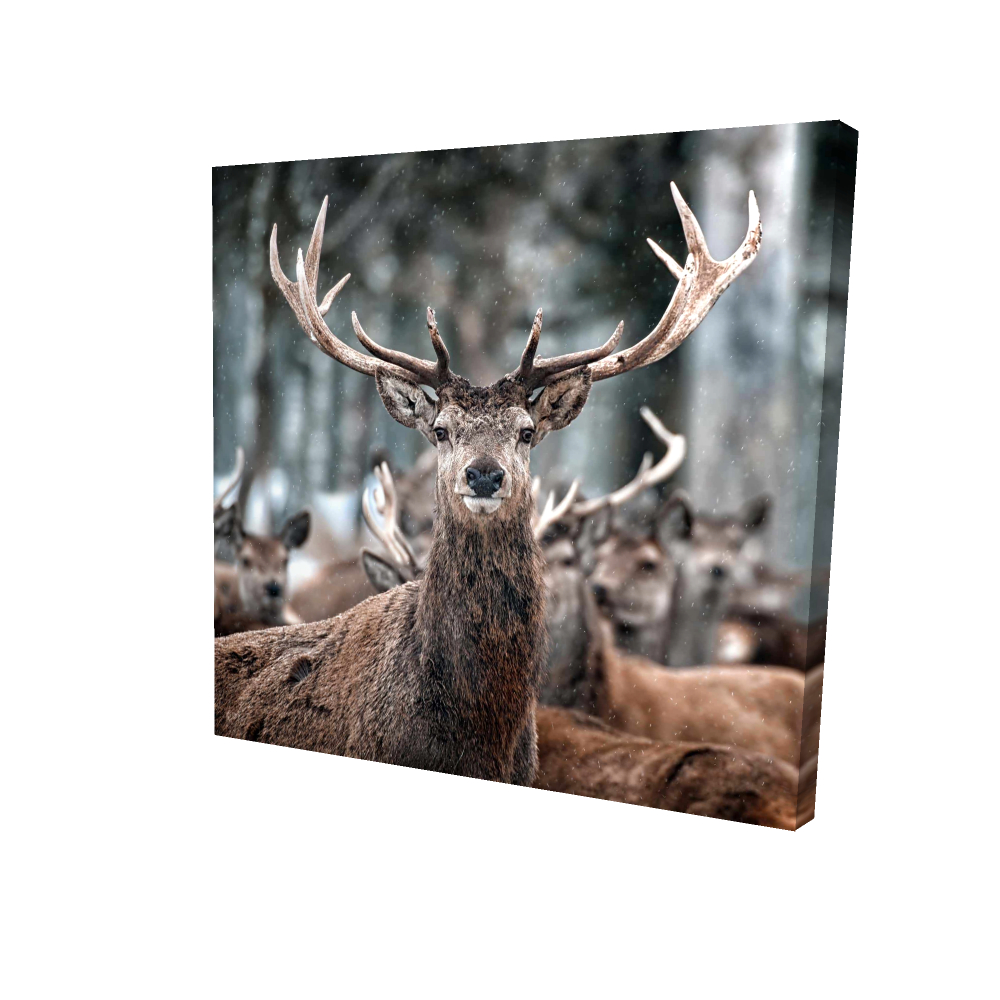 2080-0808-PH3 8 x 8 in. Rustic Stags Canvas - Animal Bedroom Decor - Wall Art