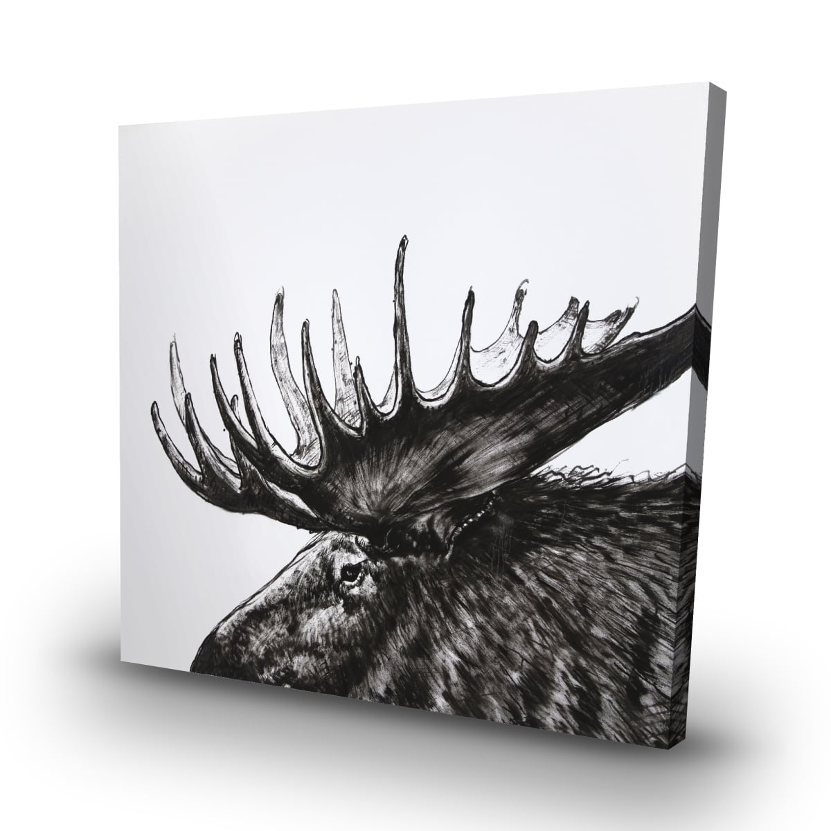 C1RC32322W9DZY 32 x 32 in. Moose Plume - Black & White Canvas for Home Decor