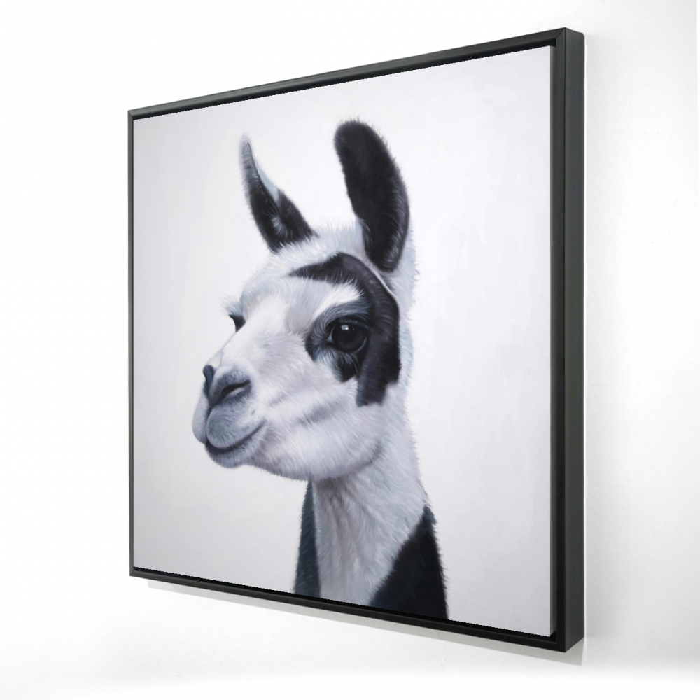 2081-3636-AN471 36 x 36 in. Black & White Lama - White Framed Canvas for Home Decor