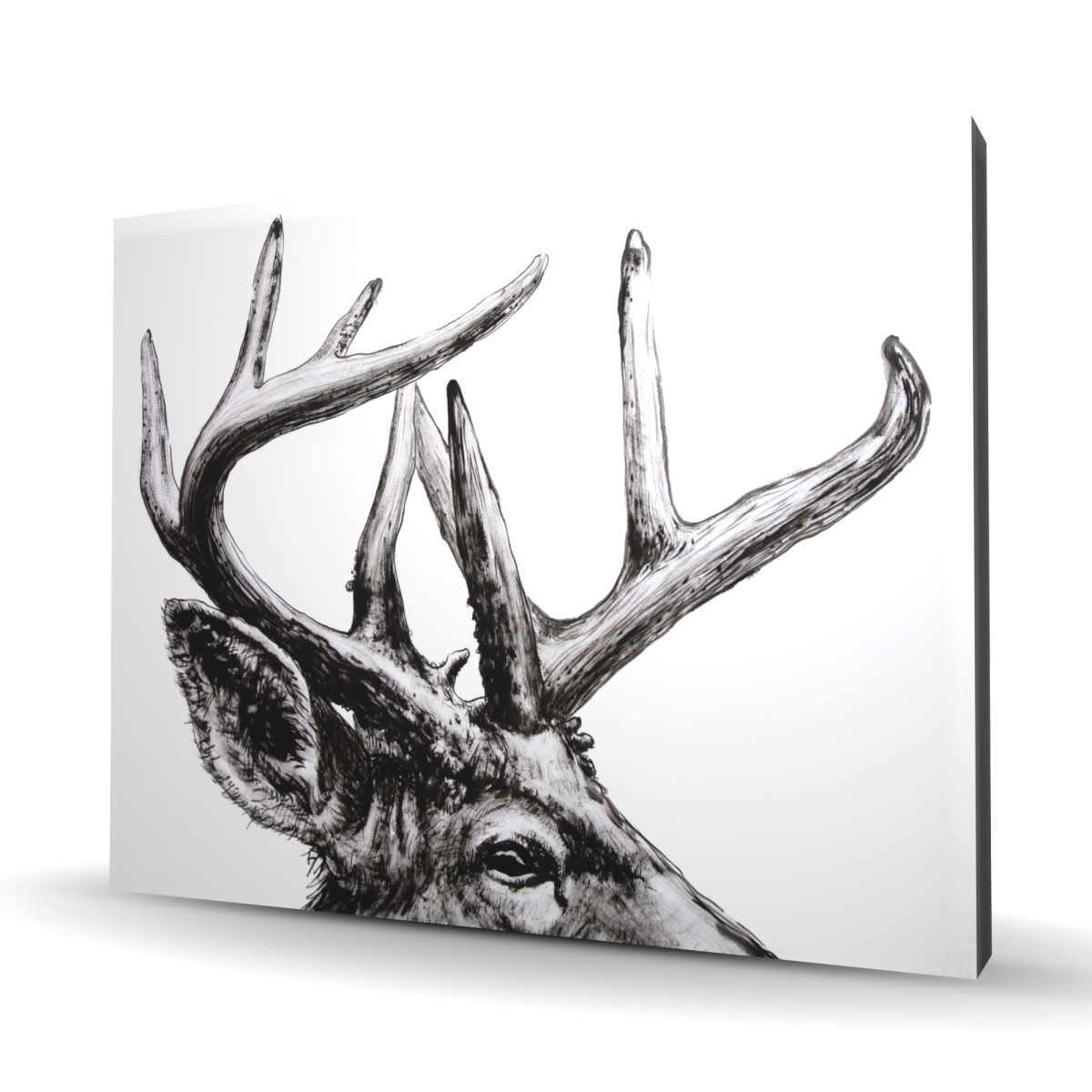 C1RC48608VFC2W 48 x 60 in. Roe Deer Plume - Rustic Wildlife Canvas for Home Decor