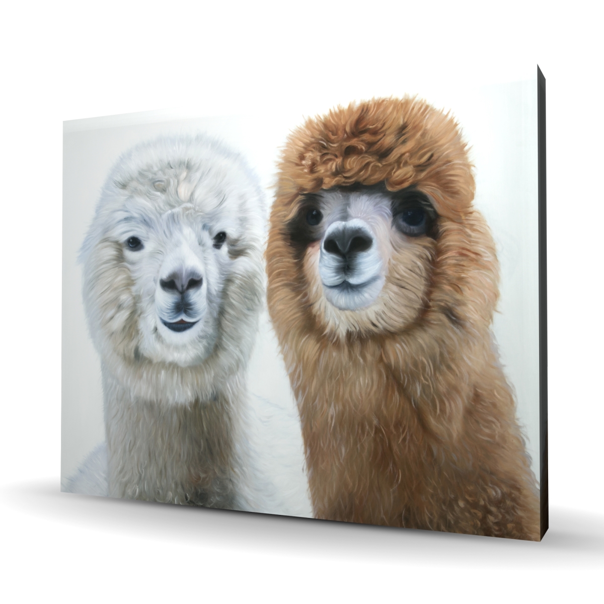 C1RC4860MNKII2 48 x 60 in. Two Lamas - Office Animals Canvas for Home Decor - Wall Art