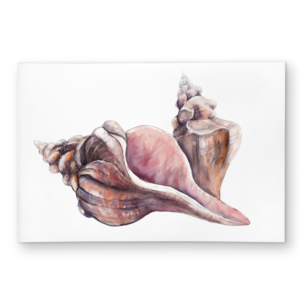 C1ROAR23NN5YDE 2 x 3 ft. Horse Conch Seashells Rug - Coastal Beach Home Decor - Rectangle