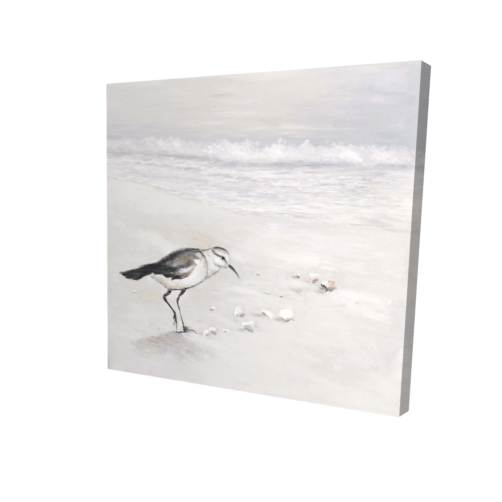 2080-3636-AN98-1 36 x 36 in. Semipalmated Sandpiper Canvas - White Bathroom Decor Art