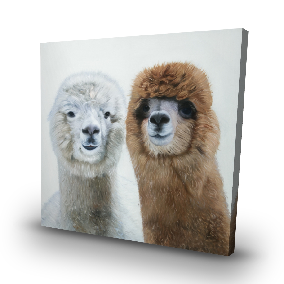 Two Lamas Canvas Art - White - 32 x 32 in. - High-Quality Print
