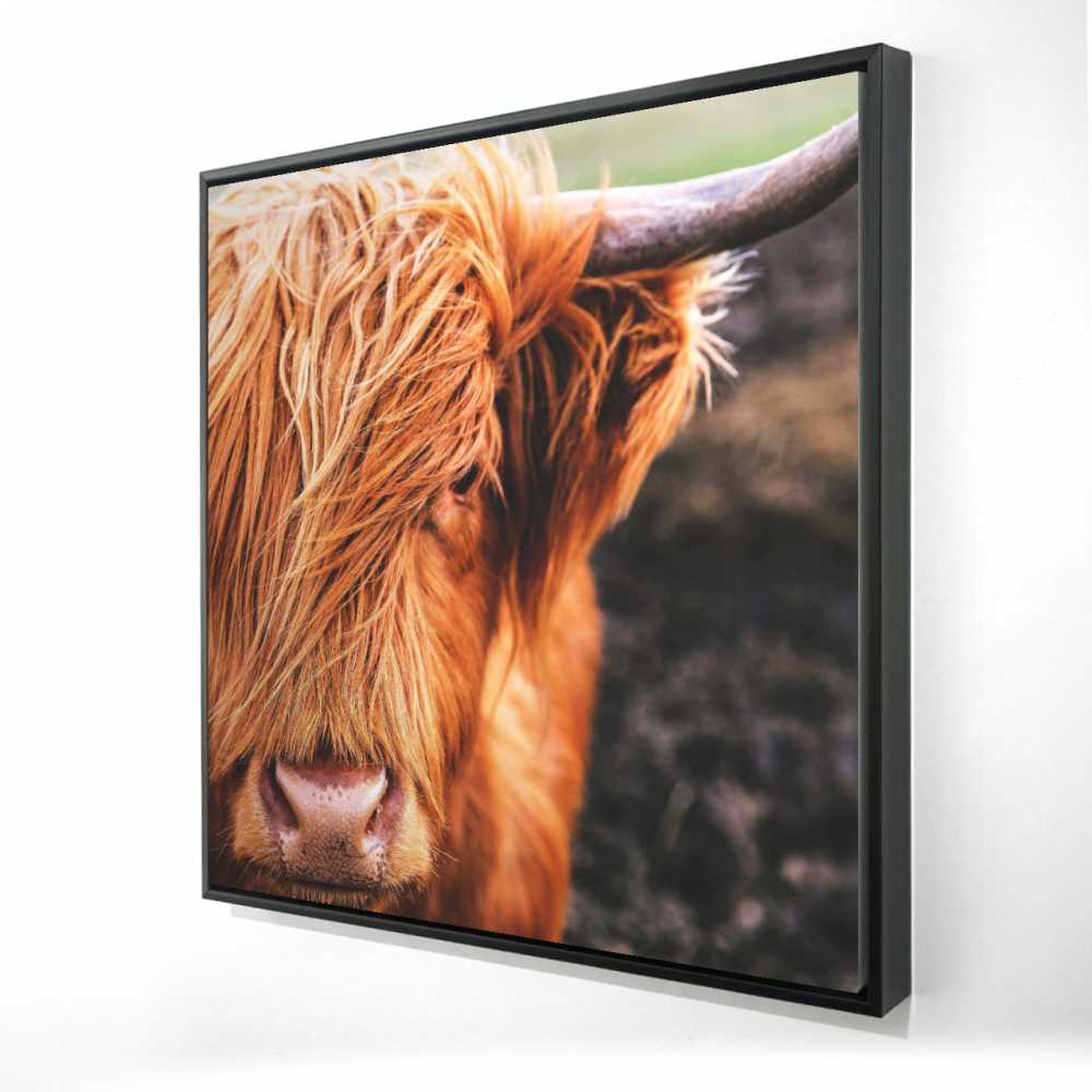 2081-3636-PH1 36 x 36 in. Portrait Highland Cow - Rustic Framed Canvas Home Decor
