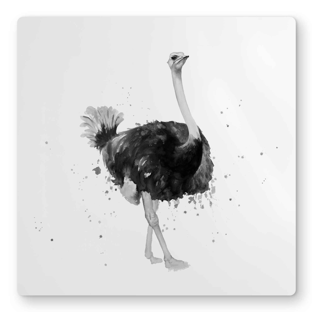 C1MP1616RAZB06 16 x 16 in. Proud Ostrich Metal Print Wall Art - Unique Animal Office Decor