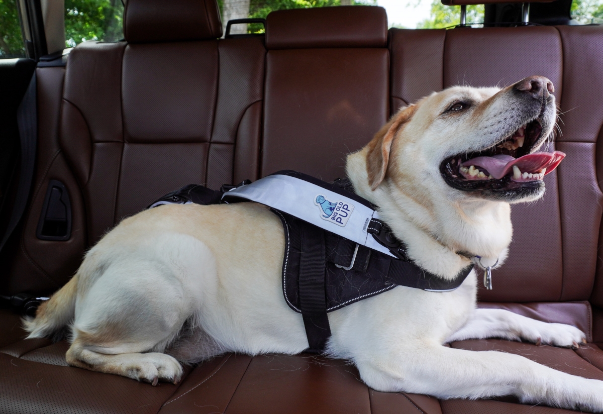 BOP-R1C  Hands-Free Leash - Reflective, Durable Leash with Integrated Car Safety Features
