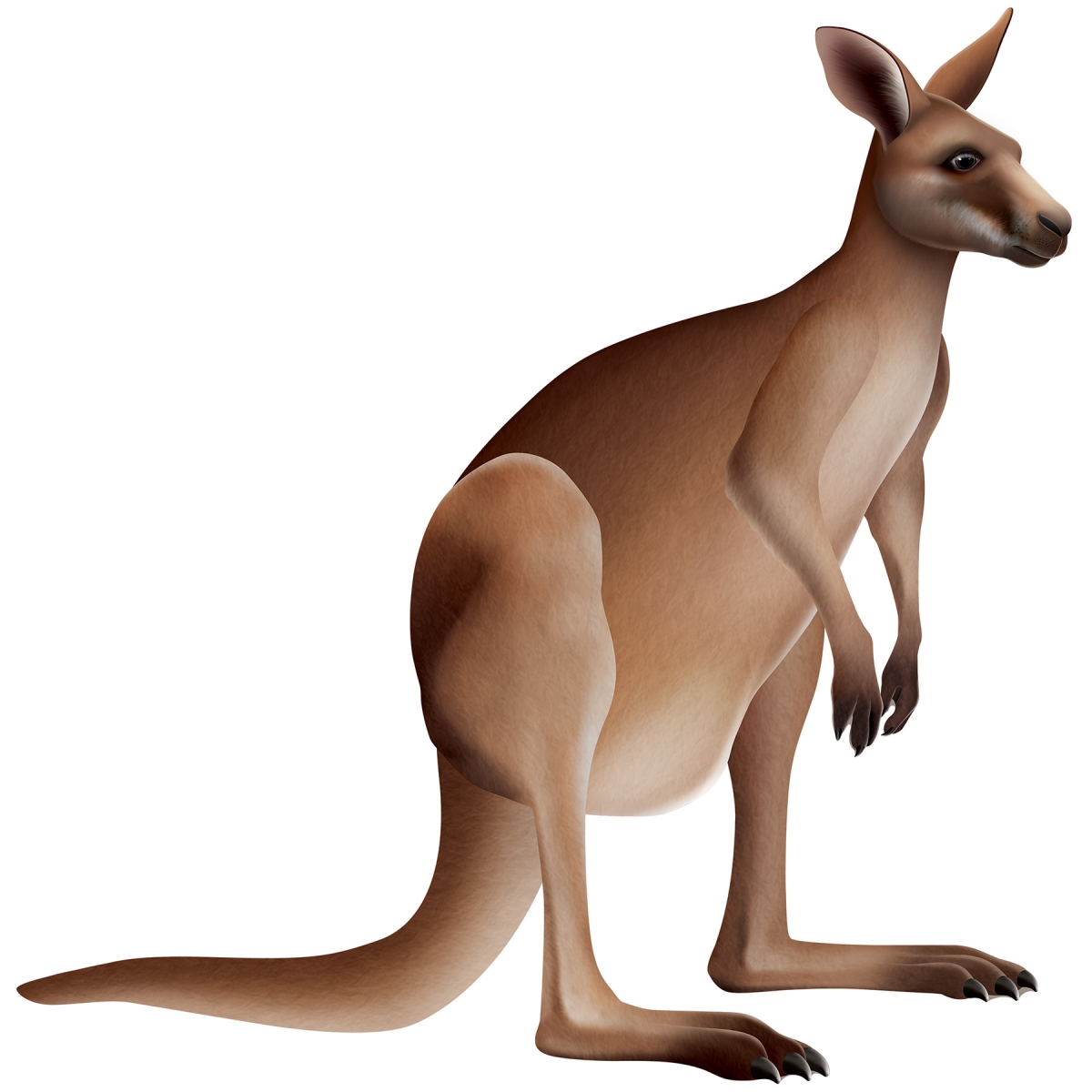 Beistle 56444 Navy Jointed Kangaroo - Pack of 12