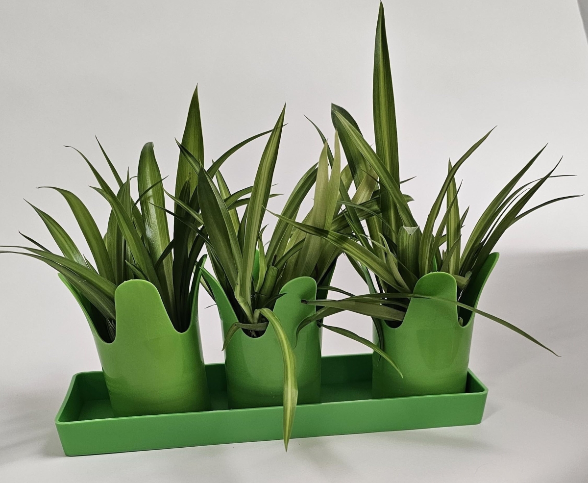 TULIPLG3 3.5 x 11.5 in. Tulip shaped flower Pots in Rectangular Saucer Colored, Lime green - Polypropylene - Pack of 3