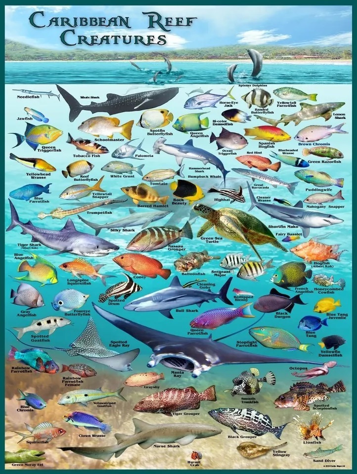 18 x 24 in. Caribbean Reef Creatures Tropical Fish Poster