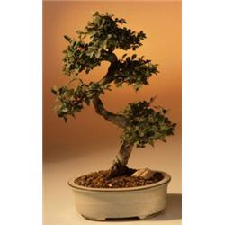 Picture of Bonsai Boy b1124 Curved Trunk Style Chinese Elm Bonsai Tree - Ulmus Parvifolia - Large