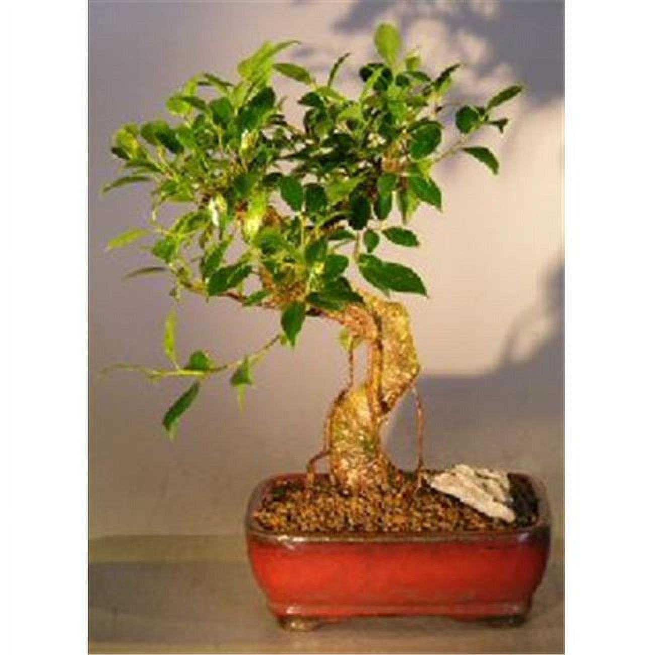 Picture of Bonsai Boy c1218 Ficus Retusa Bonsai Tree - Curved Trunk Style - Medium