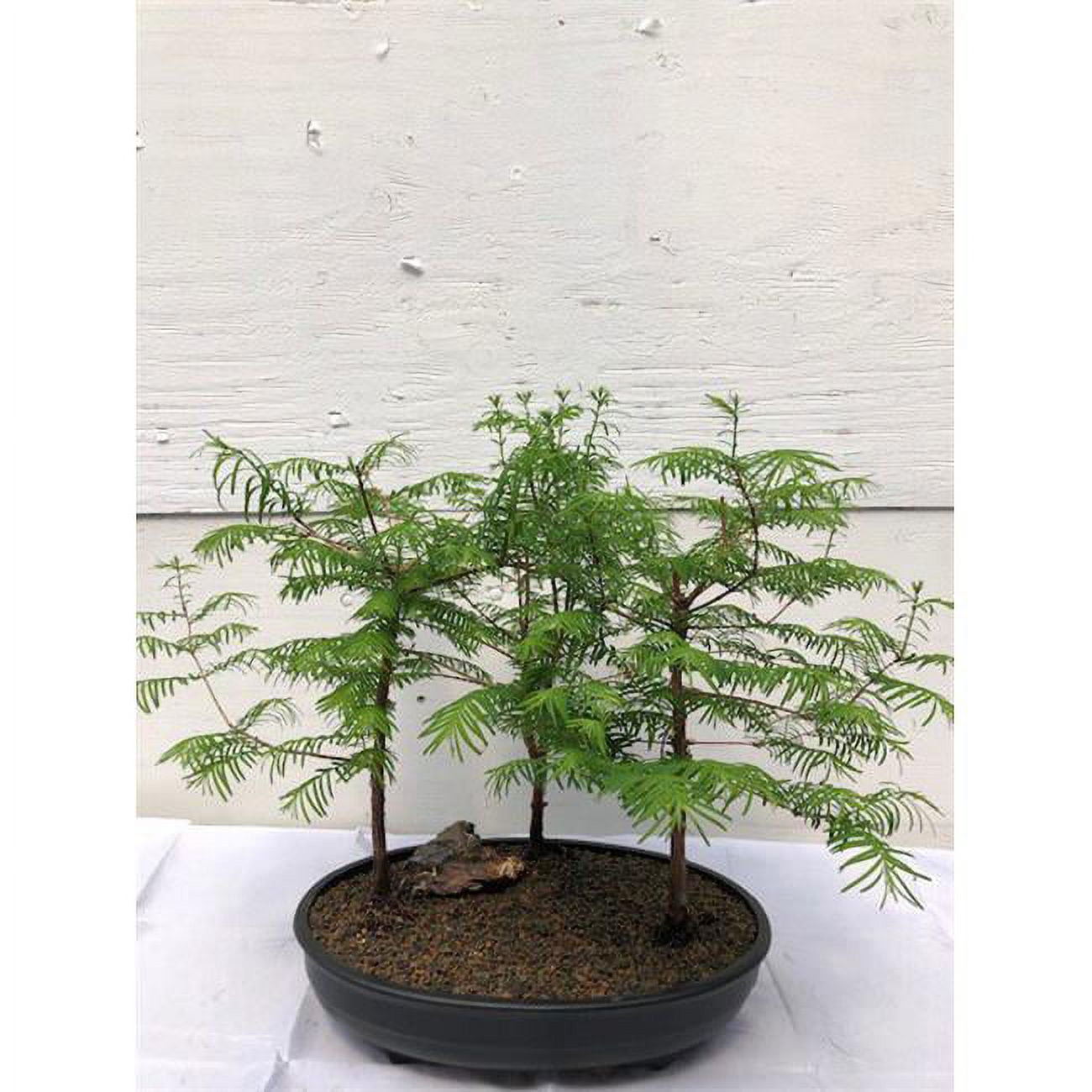 Picture of Bonsai Boy c2022 Redwood Bonsai Tree - Three Forest Group - Metasequoia Glyptostroboides - Medium