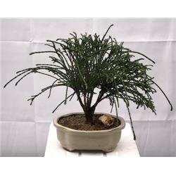 Picture of Bonsai Boy c2033 Western Red Cedar Bonsai Tree - Thuja Plicata Whipcord