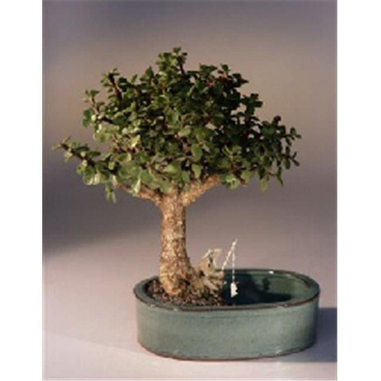 Picture of Bonsai Boy d1350 Baby Jade Bonsai Tree with Land & Water Pot - Portulacaria Afra - Medium