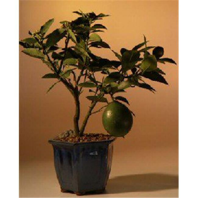 Picture of Bonsai Boy d1399 Flowering Lemon Bonsai Tree - Meyer Lemon