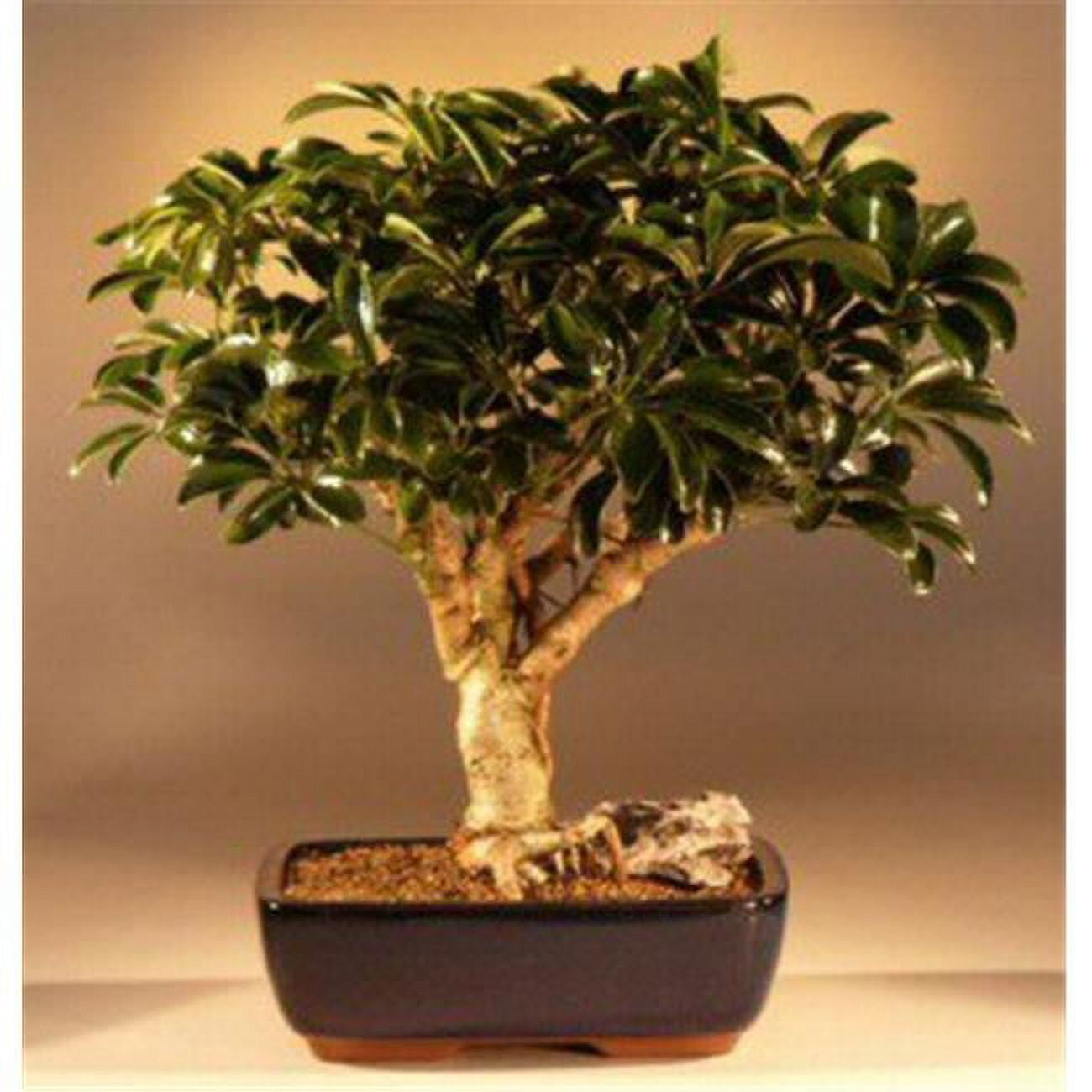 Picture of Bonsai Boy e1471 Hawaiian Umbrella Bonsai Tree - Arboricola Schefflera Luseanne - Large