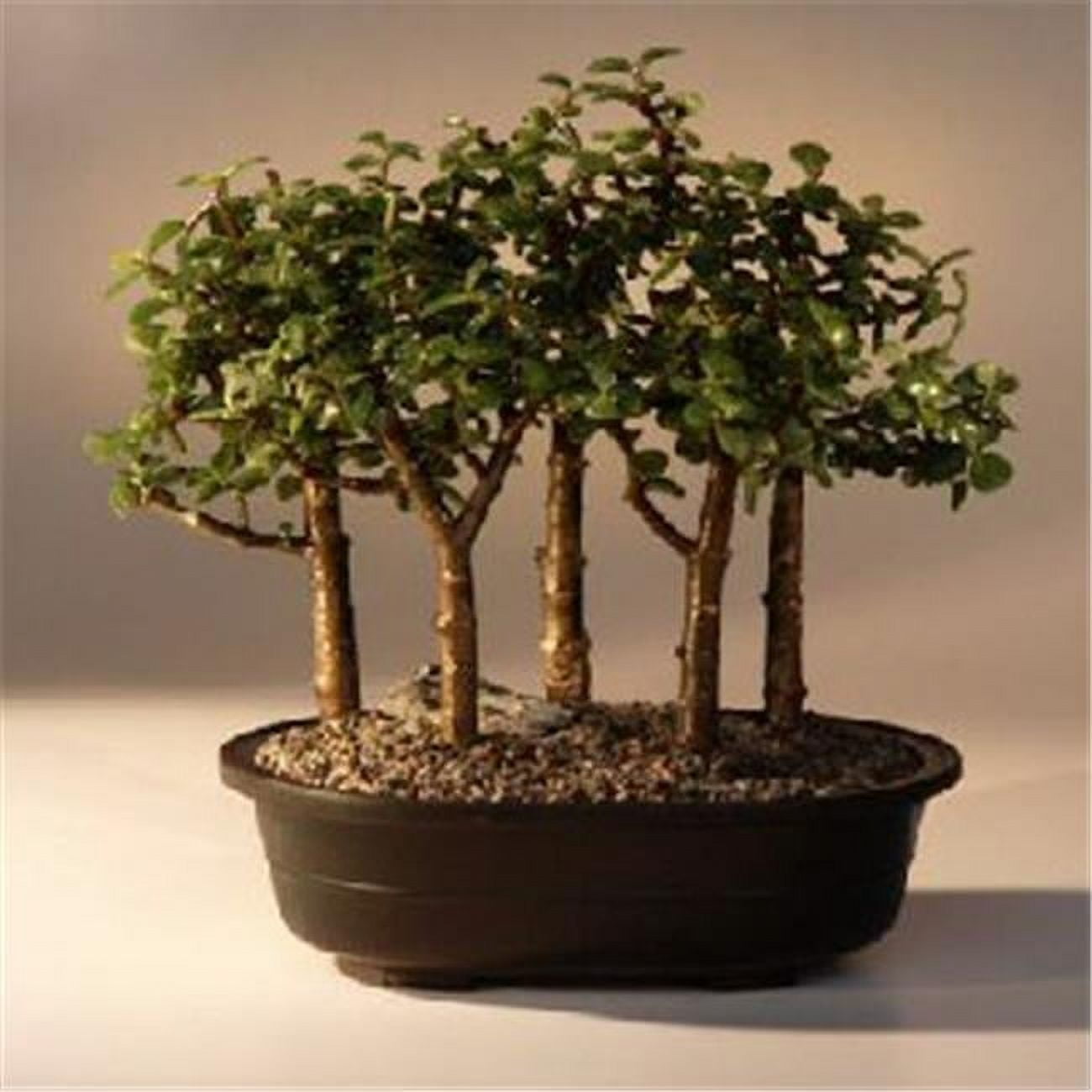 Picture of Bonsai Boy e2072 Baby Jade Bonsai Tree - Five Tree Forest Group - Portulacaria Afra