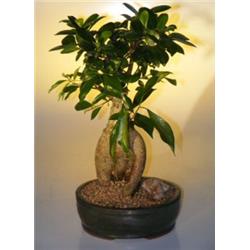 Ginseng Ficus Bonsai Tree - Ficus Retusa - Large - Indoor Versatile Tree
