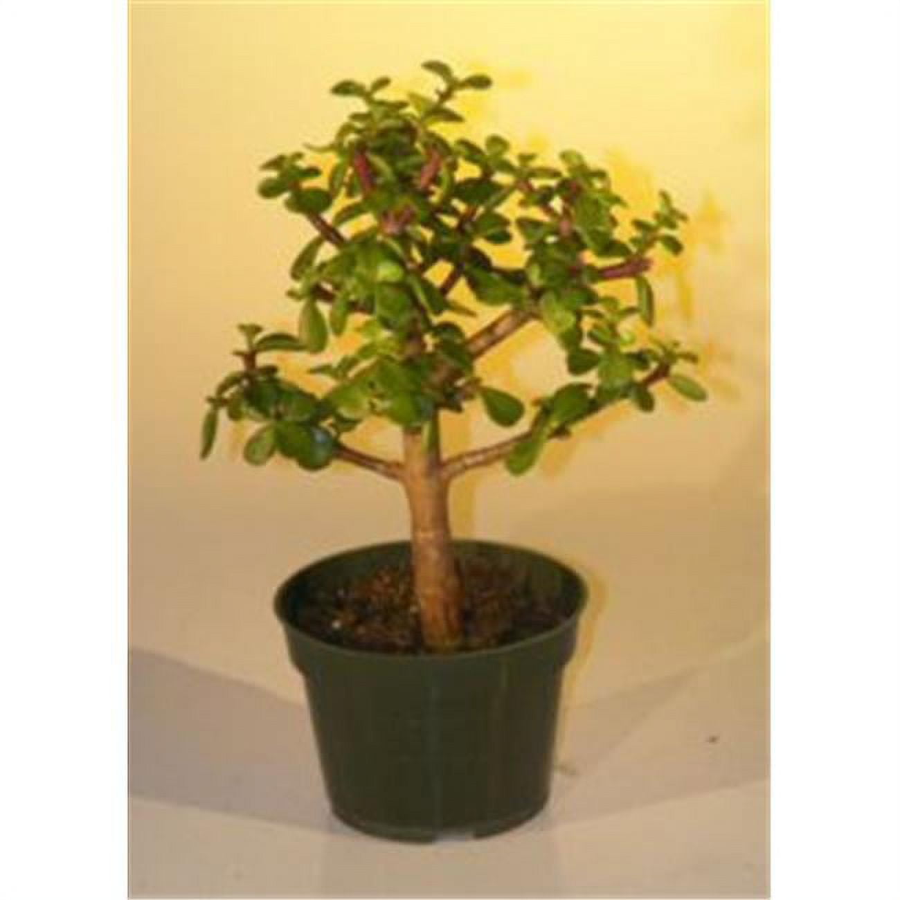 Picture of Bonsai Boy e2248 Pre Bonsai Baby Jade Bonsai Tree - Portulacaria Afra - Medium