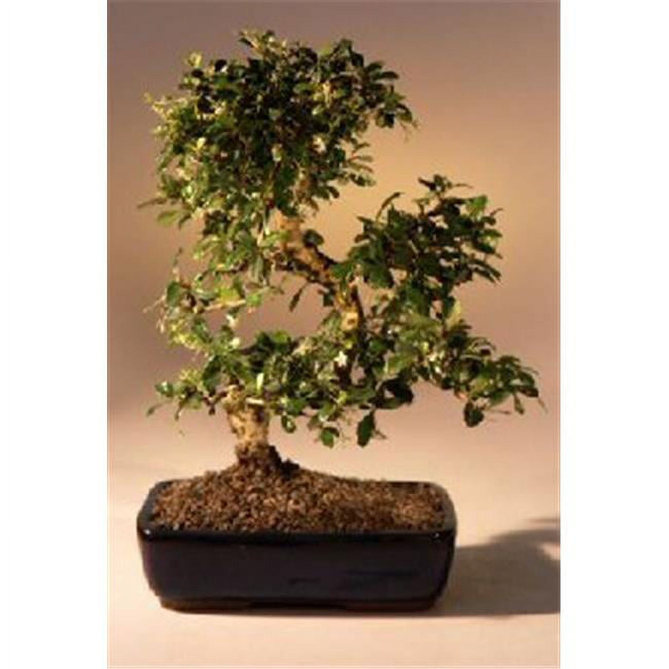 Picture of Bonsai Boy e2791 Fukien Tea Flowering Bonsai Tree with Curved Trunk Style - Ehretia Microphylla - Extra Large