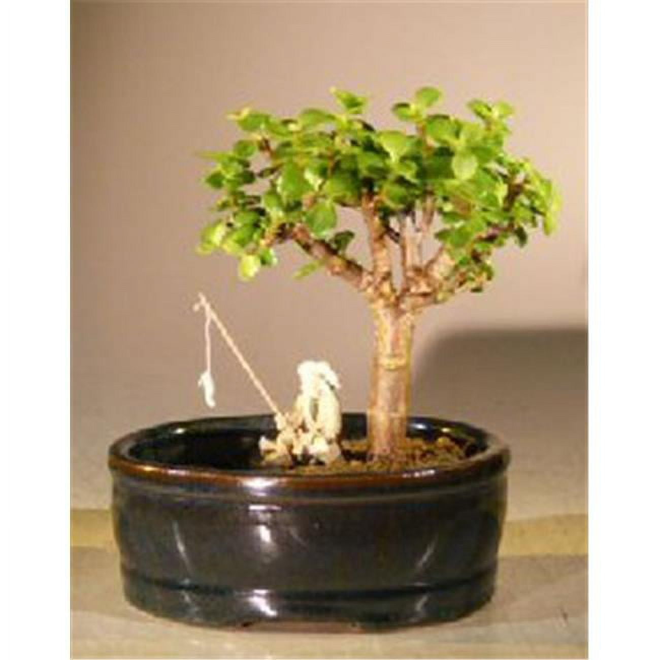 Picture of Bonsai Boy e3048 Baby Jade Bonsai Tree with Land & Water Pot - Portulacaria Afra - Small