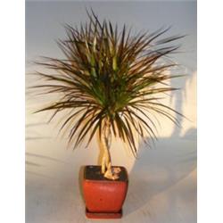 Dracena Bonsai Tree - Braided Trunk - Dracena Marginata