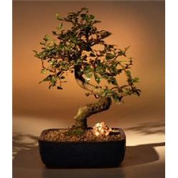 a1016 Chinese Elm Bonsai Tree - Ulmus Parvifolia - Medium