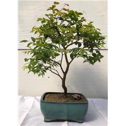 Flowering Jaboticaba Bonsai Tree - Eugenia Cauliflora - Large
