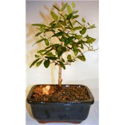 Picture of Bonsai Boy e1463 Flowering & Fruiting Arbequina Olive Bonsai Tree - Arbequina