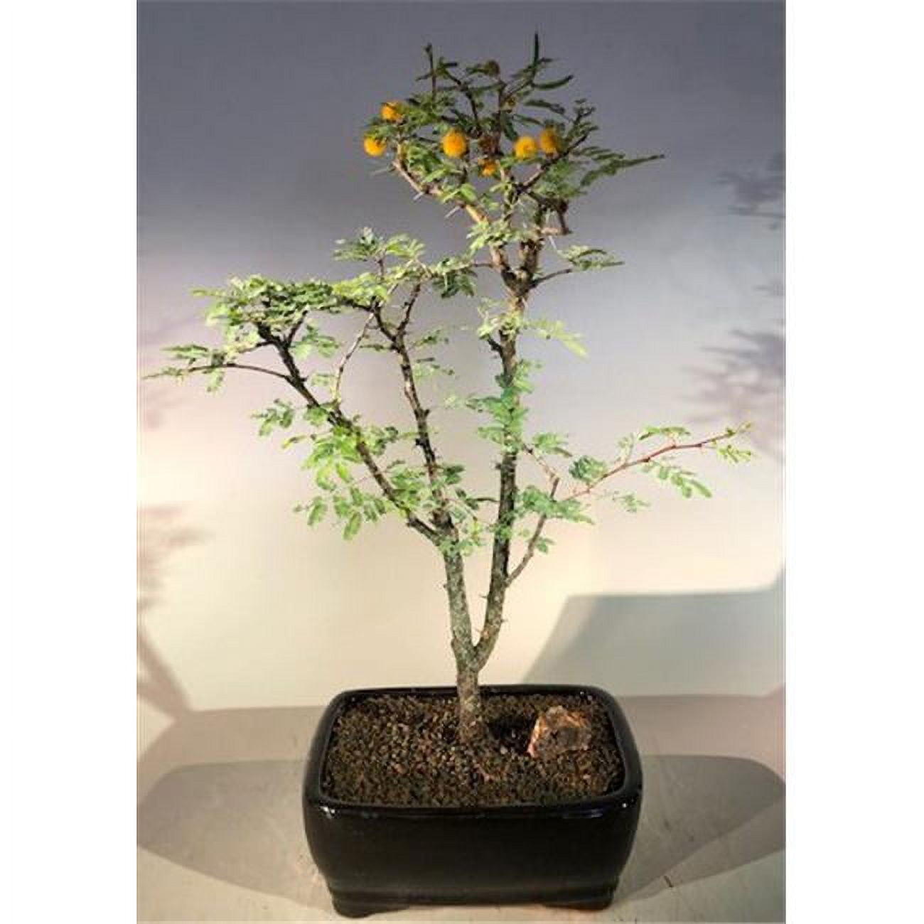Picture of Bonsai Boy e1484 Flowering Dwarf Sweet Acacia Bonsai Tree - Acacia Farnesiana