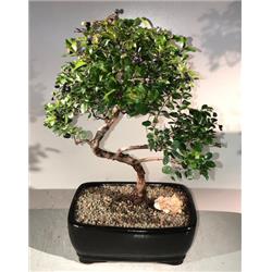 Picture of Bonsai Boy e1897 Sweet Plum Curved Trunk Bonsai Tree - Sageretia Theezans - Large