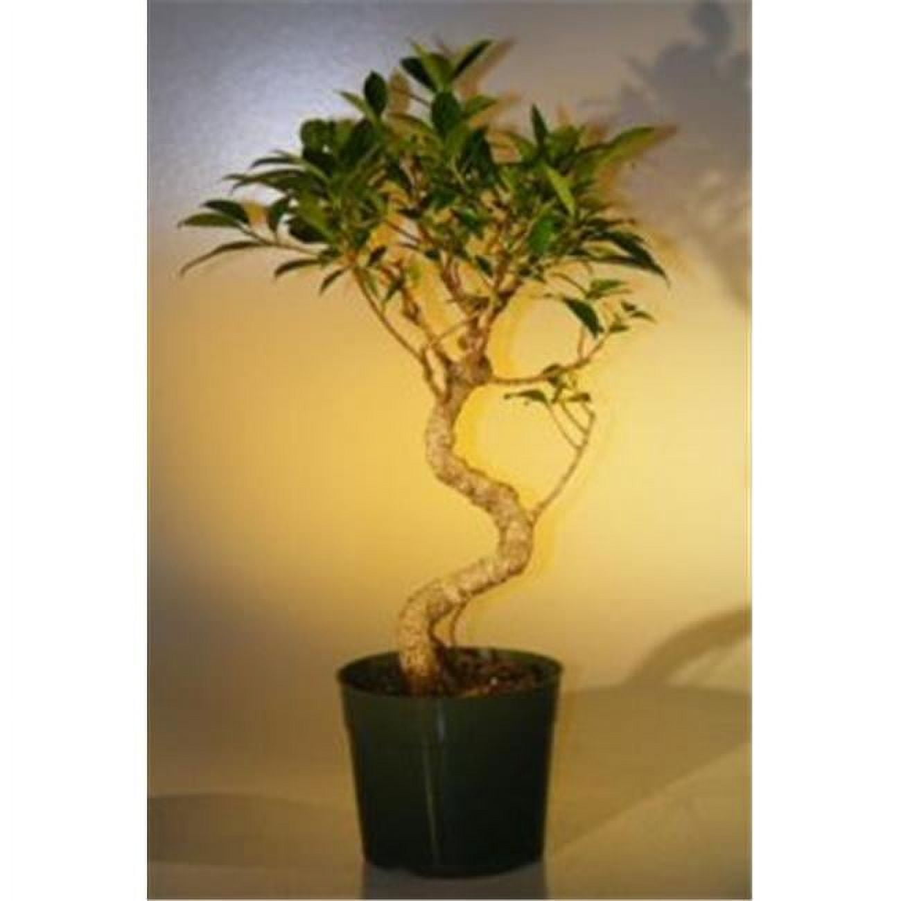 Picture of Bonsai Boy e2242 Pre Ficus Retusa Tree - Large